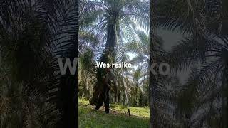 Panen sawit!!andaikan setiap pokok tanpa buang pelepah