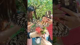 Hawak Ni Inday Fe Si Butterly Sa loob Ng Butterfly garden#butterfly #garden #shortvideo