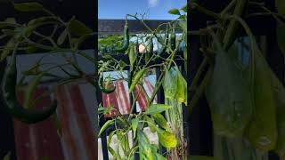 long pepper #shorts #chili #potgardening