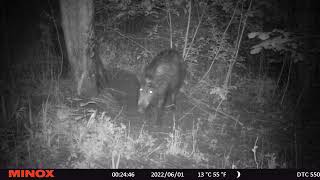 Three Wild Pigs Scratching - Funny Hogs/Mežarukši kasās