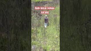 Babi besar ke luar sarang #shortsfeed #shorts #short #shortsvideo #shortvideo