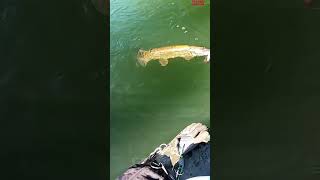 Щука атакует приманку #fishing #рыбалка  #pike