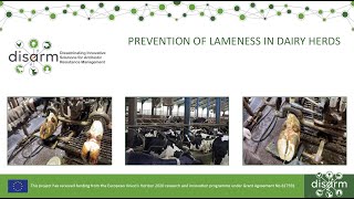 Prevention of lameness in dairy herds