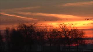 Migration des Grues cendrées au Lac du Der en Champagne