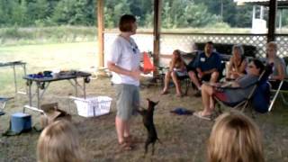 Shaping, Clicker Training Toy Manchester Terrier