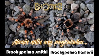 Alamin natin ang pagkakaiba - Brachypelma smithi Vs. Brachypelma hamorii