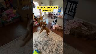 Doodle Doggie Tales- Part 86 “Doggo Gettin Down” #shortvideo #shortsfeed #shorts #doglover #fyp