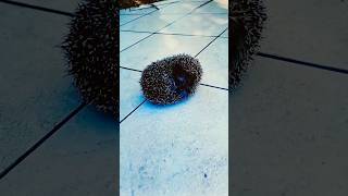 Hedgehog saved From swimming Pool #viral