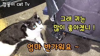 서로 짝을지어 의지하며 살아가는 길고양이