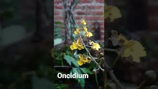 oncidium. cebolleta C. R