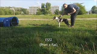 Essi