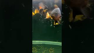 Oscar fish feeding #aquarium #fishkeeping #viral #viralshortsvideo #oscarfish #fishtank