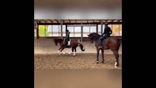 2018 Young Dream Ladies Dressage Horse For Sale