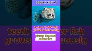 fact 85, teeth of buffer fish