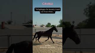 Nel galoppo che incanta i cuori con il suo ritmo #animali #frasedelgiorno #aforismi #cavalli