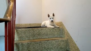 Husky Puppy Pinot Walks Down Stairs for the First Time