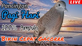 PANCINGAN PERKUTUT LOKAL // SUARA PANCINGAN MANJUR PAGI HARI 100% AMPUH BIKIN PERKUTUT CEPAT GACOR