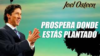 Prospera donde estás plantado | Joel Osteen