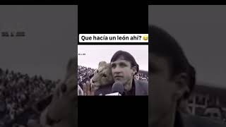 Un león en el estadio 👀