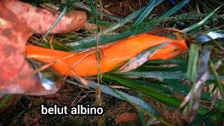 seru❗mancing belut monster malah dapat belut albino