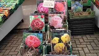 AMSTERDAM: BLOEMENMARKT AND ALBERT CUYP MARKET (Visit these places in your next travel in Europe)