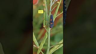 Life cycle of a Ladybug beetle in just 30 seconds🐞😍#nature #ladybug #beetle #coccinelle #lifecycle