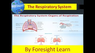 The Respiratory System 3 Organs of Respiration