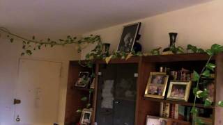 World's Longest House Plant