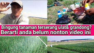 hati hati memasuki fase ulat& grandong,obat obatan yang harus kita penuhi ada di video ini