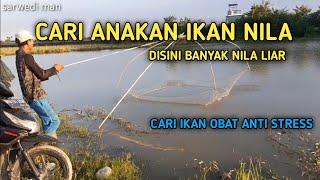 Tangkul Ikan Cari Anakan Nila || Rame Nila Nya || Nila Sawah Di KIM  Medan || Nets fishing trap