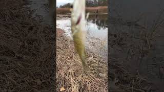 Man it’s beautiful #fishing #crappie #shorts #funtime