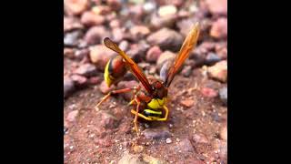 Wasp rolling mud to make nest #wasp #nest #potter #reels