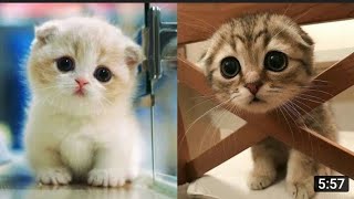 Cats funniest moments 🙀🌼| Cute cats