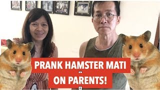 PRANK HAMSTER MATI ON PARENTS!