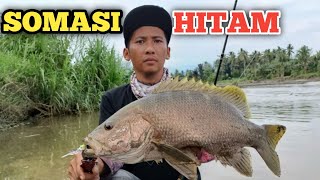 BLACK BASS FRESH WATER || SOMASI HITAM