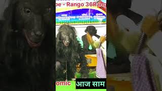 नाचा कॉमेडी short video Bhule Bisre nacha Mongrapali