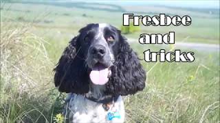 Fresbee and tricks | Russian Spaniel Bim | May 2019