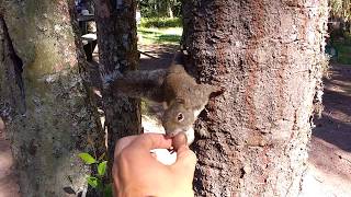 Serelépe (esquilo do Brasil) comendo noz pecã