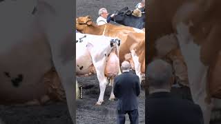 أبقار حلوب مشاءالله #shorts #cow #farmer