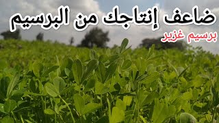 كيف تحصل على ضعف إنتاجك من البرسيم ؟؟