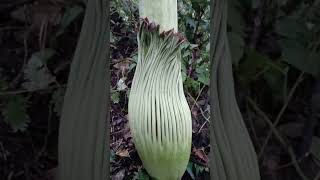 menjelajahi hutan menemukan bunga amor phophallus titanum