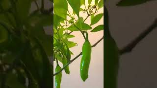 green pepper(3rd harvest)