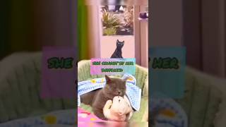 Funny Cat Video 😂 | Cat kisses Cat | #cat #cutecat #shorts