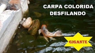 Carpa colorida gigante desfila no lago ornamental | lago com carpas ornamentais