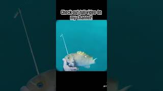 #spearfishing #ocean #fishing #shorts #youtubeshorts #reels #underwater