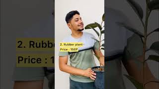 Top 5 Air purifying plant #airpurifyingplant #indoorplants #terracegardening #subscribe #viralreels