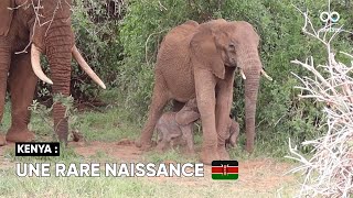 Un éléphant a donné naissance à des jumeaux dans le nord du Kenya