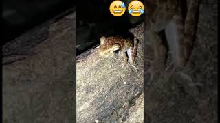 frog sound funy frog