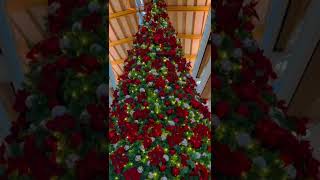 Giant #christmastree #beautiful #amazing #decoration #viral #trending #beta #shorts