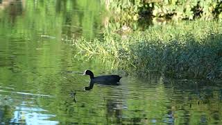 BIRDS - INDIAN CORMORANT